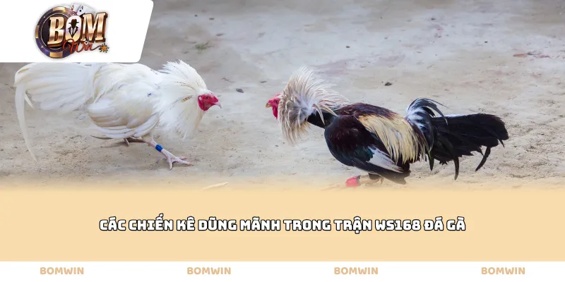 Các chiến kê dũng mãnh trong trận Ws168 đá gà
