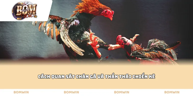 Cách quan sát chân gà và thần thái chiến kê