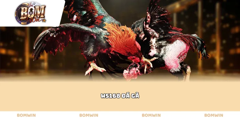 Ws168 đá gà